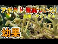 アボカド（サンミゲル，カビラ）の果実がポツポツとなり始めました！