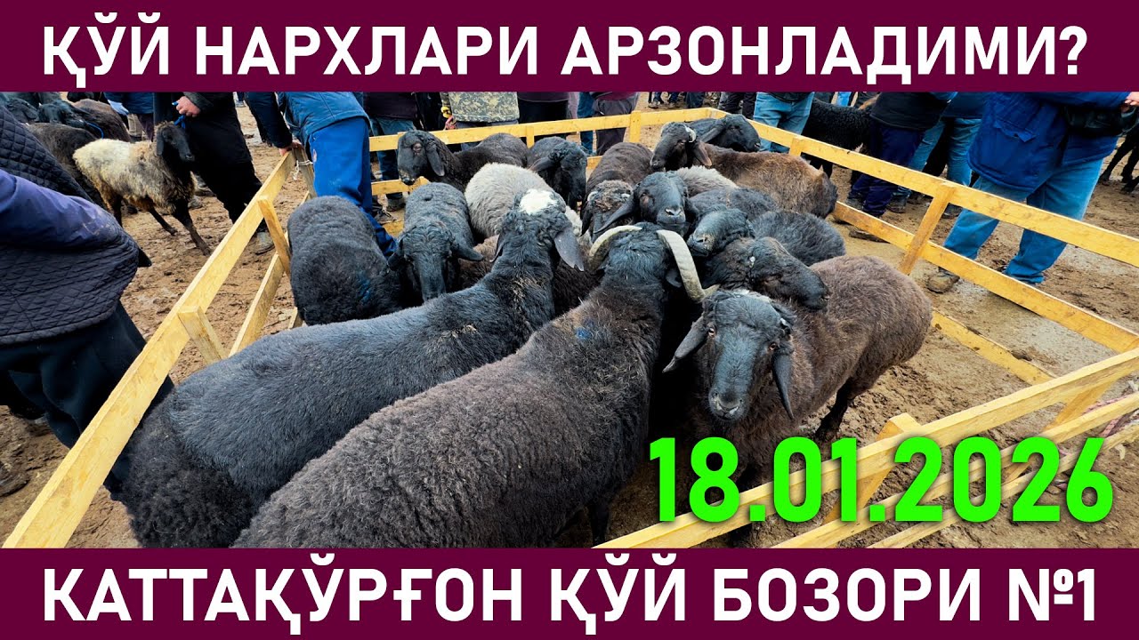 KATTAQO’RG’ON CHORVA BOZORI QO’Y QO’ZI ONA QO’YLAR NARXLARI 18.01.2026
