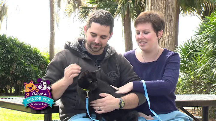 Orange County Animal Services   Shelter Seniors " ...