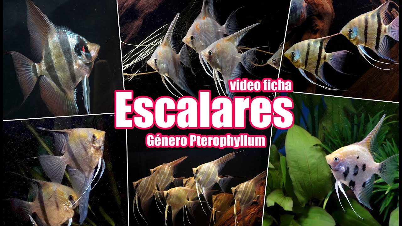 Escalares 🐟  género Pterophyllum 🎥  Video ficha 👍  guía completa del pez Ángel del Amazonas