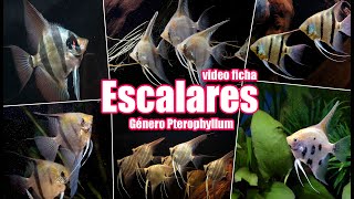 Angelfish 🐟 genus Pterophyllum 🎥 Video fact sheet 👍 Complete guide to the Amazonian Angelfish