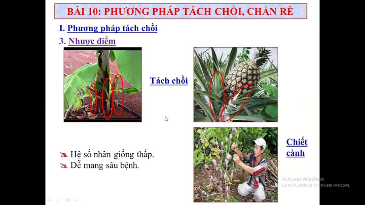 So sánh phương pháp giâm cành và chiết cành