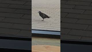 One legged crow Costa Cavan