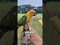 🔥 LAGI HEBOH! Tropican Hagen Hand Feeding lagi promo gede gedean! 🔥 #lolohan #bird #burung #kenari