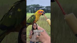 🔥 LAGI HEBOH! Tropican Hagen Hand Feeding lagi promo gede gedean! 🔥 #lolohan #bird #burung #kenari