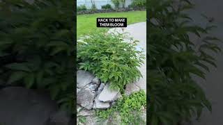 Peonies #gardening #hack #peonies