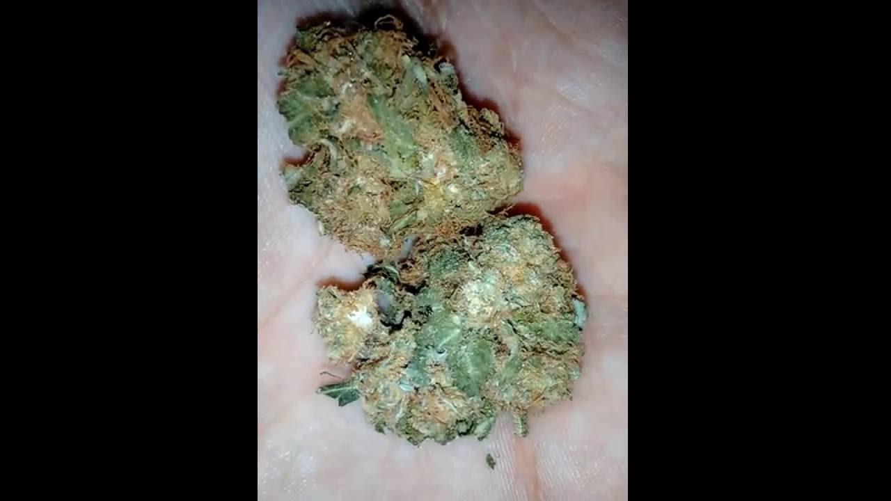 Pitbull Weed Strain - Northwest Dank