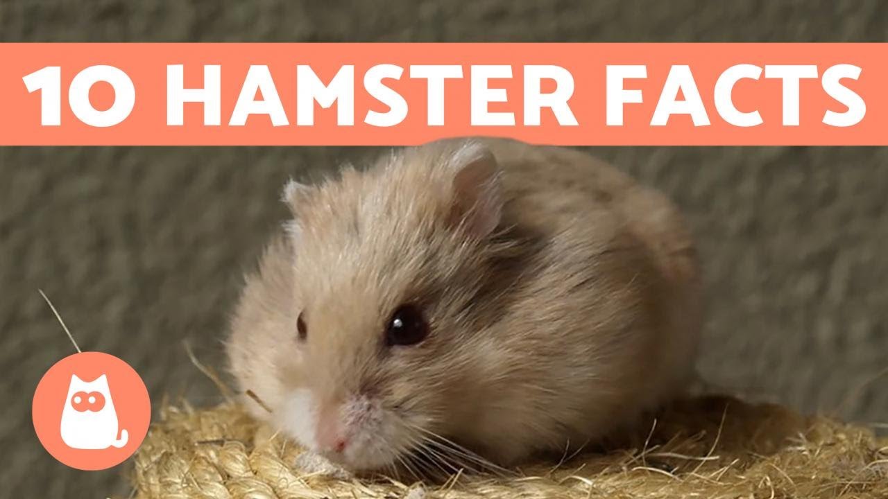 How Long Do HAMSTERS LIVE? 🐹 Average Hamster Life Expectancy