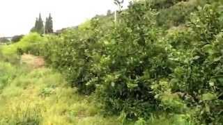 ぽ〜ちゃん家のデコポンを剪定する