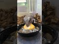 トカゲが卵の黄身を丸々食べるとこうなる