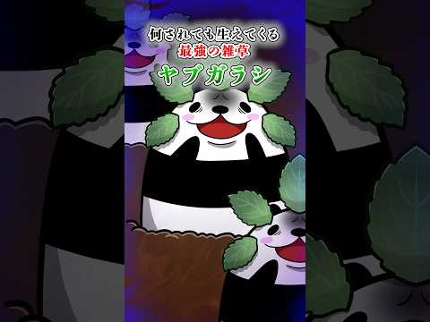 何されても生えてくる最強の雑草ヤブガラシ【アニメ】#テイペン #plottアニメ
