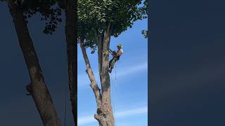 Бум💥#Arboristika #Arboristlife#Chainsawman #Treework#Arborist #Cuttingtrees#Tree#Stihl #Husqvarna