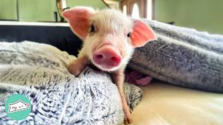 Tiny Pig Runs To Say Hi To Everyone On The Farm | Cuddle Buddies