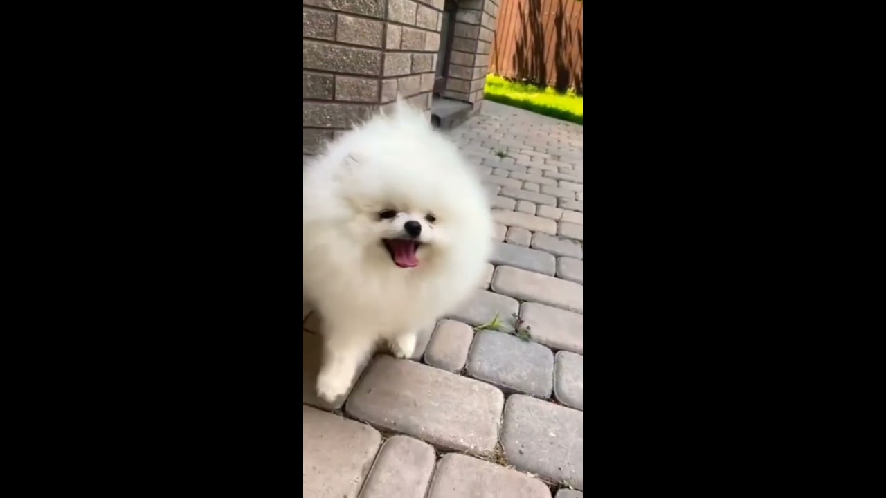 cute pomeranian | dog status video | tiktok | chintu tv | #shorts #statusvideo #latestviralvideo