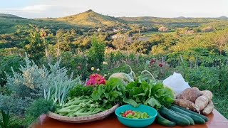 DIRETO DA HORTA: ORGANIZANDO A COLHEITA