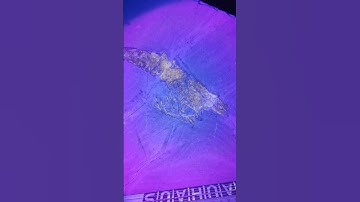 Fossils under ultraviolet light