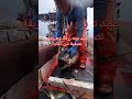 صيد جر كاست جيج تونه Fishing Trolling Tuna 