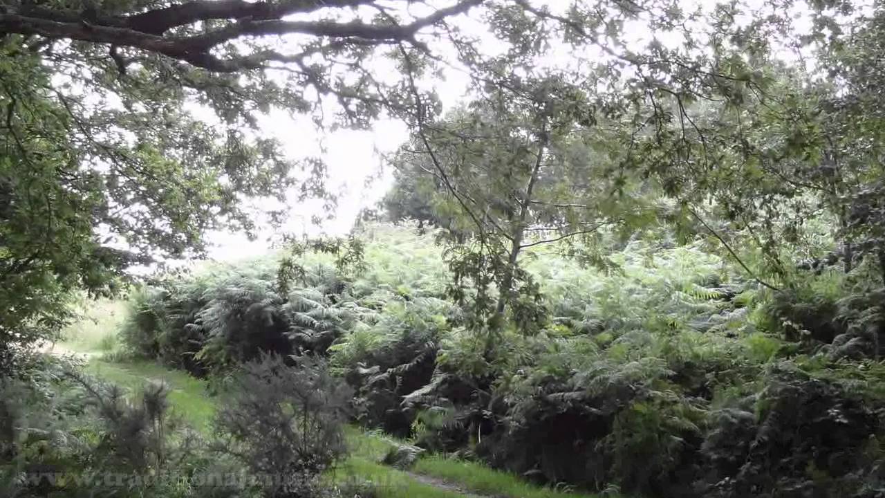 Best Peaceful Walks - Crowborough Common, East Sussex