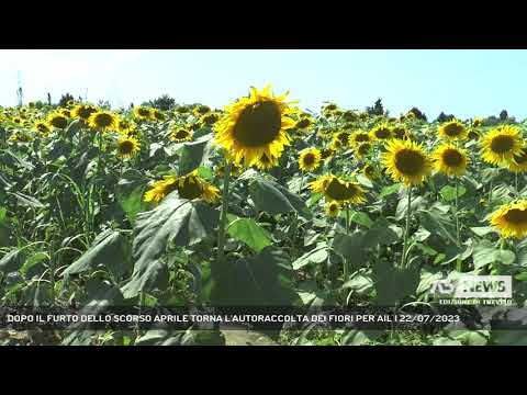 DOPO IL FURTO DELLO SCORSO APRILE TORNA L'AUTORACCOLTA DEI FIORI PER AIL | 22/07/2023