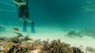 Diver adding corals to coral nursery with snake eel - myrichthys maculosus