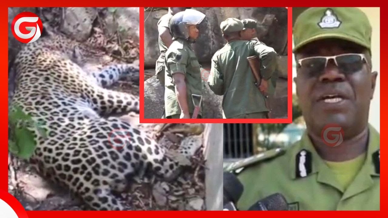 ASKARI WANYAMAPORI AUAWA na CHUI MWANZA - WENGINE 4 WAJERUHIWA WAKIPAMBANA NAYE - POLISI WAELEZA...