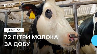 72 л молока за добу дає корова Гава: як досягти таких рекордів - знає підприємець з Чернігівщини