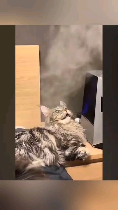 #котики смешные - YouTube
