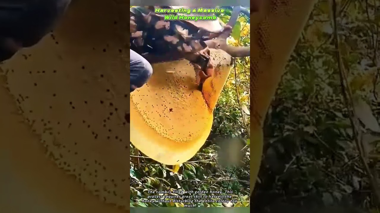 Harvesting a Massive Wild Honeycomb