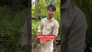 Safed chandan | White Sandalwood plant in stock | order now #sandalwood #plants #agribusiness
