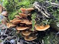 SciArt & Chill: Casein, Fungi and Bryophytes Part2
