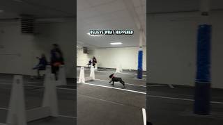 Unbelievable comeback #dogs #dogsports #flyball