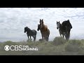 Government will now pay you to adopt wild horses