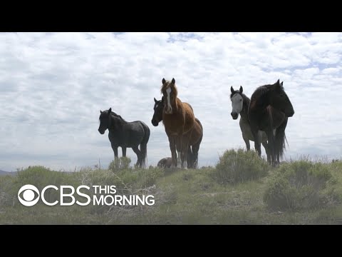 government-will-now-pay-you-to-adopt-wild-horses