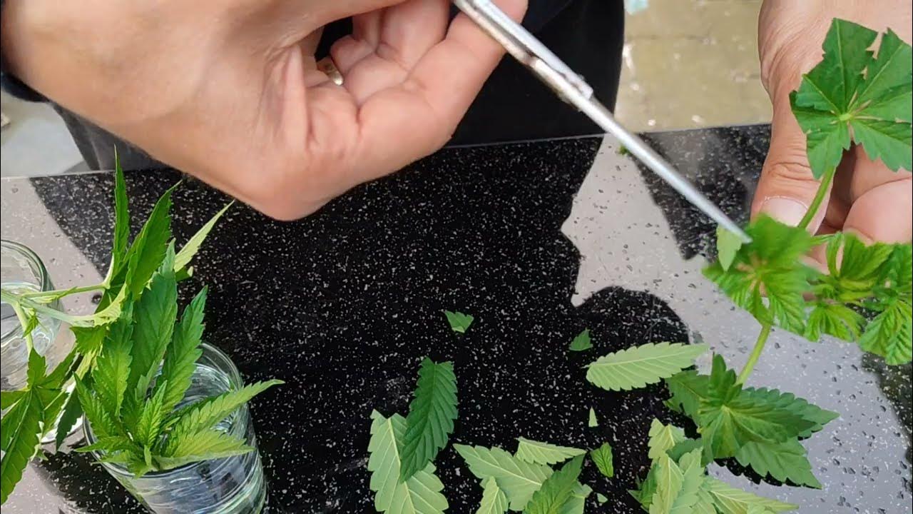 Cannabis Stecklinge machen, beschneiden, klonen, Gewächshaus Outdoor Grow 2024 YouTube