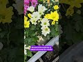 🌼 Crizantema Trio Colormix