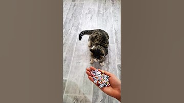 Cat Tommy 😺 with Beads 📿🔴 |Reverse Video ASMR  #shorts #asmrshorts