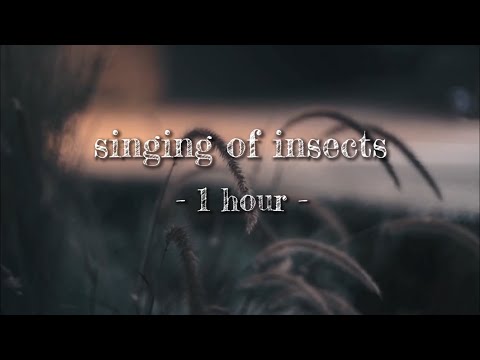 【環境音/ASMR】虫の音　1時間　singing of insects -1 hour-〈立体音響・映像有り〉