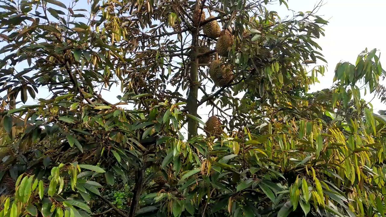 DURIAN MONTONG BERBUAH LAGI