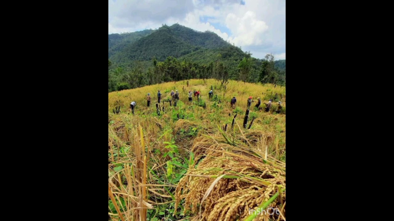 ลาหู่ คว่อ ด่อ นอว จ้า