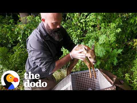 ⁣Worried Mom Watches Rescuers Rush To Help Her Sick Baby Deer | The Dodo