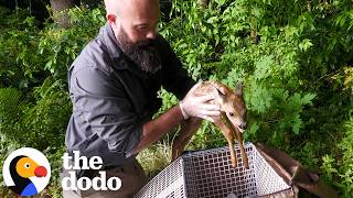worried mom watches rescuers rush help her sick baby deer