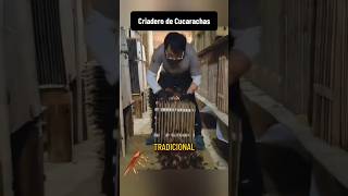 crian a estos animales con fines médicos🪳😱