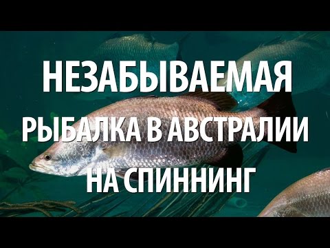 РЫБАЛКА в АВСТРАЛИИ на СПИННИНГ. РЫБА БАРАМУНДИ, КРАСНЫЙ ЛУЦИАН, ПАЛЬЦЕПЕР на ВОБЛЕРЫ и МУШКИ