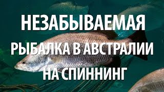 РЫБАЛКА в АВСТРАЛИИ на СПИННИНГ. РЫБА БАРАМУНДИ, КРАСНЫЙ ЛУЦИАН, ПАЛЬЦЕПЕР на ВОБЛЕРЫ и МУШКИ