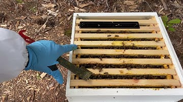 First deep inspection of the Warre hive - May 2021
