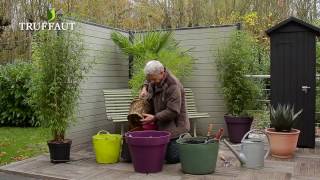 Créer une haie de bambous sur la terrasse - Truffaut