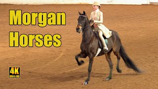 Morgan Horse Saddleseat Equitation  Carousel Charity Horse Show