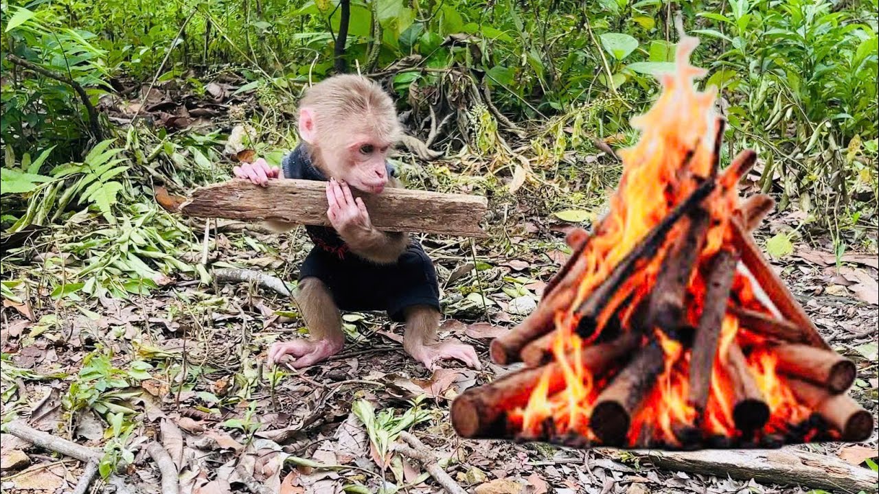 Rum the monkey went to gather firewood to roast sweet potatoes.