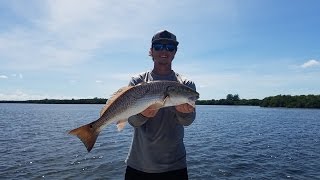 Sight fishing Big Redfish in Tampa Bay!