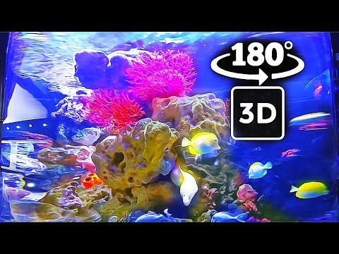 Relaxing with The Wonderful World of Ocean in a Aquarium – 3D VR 180 5.7K